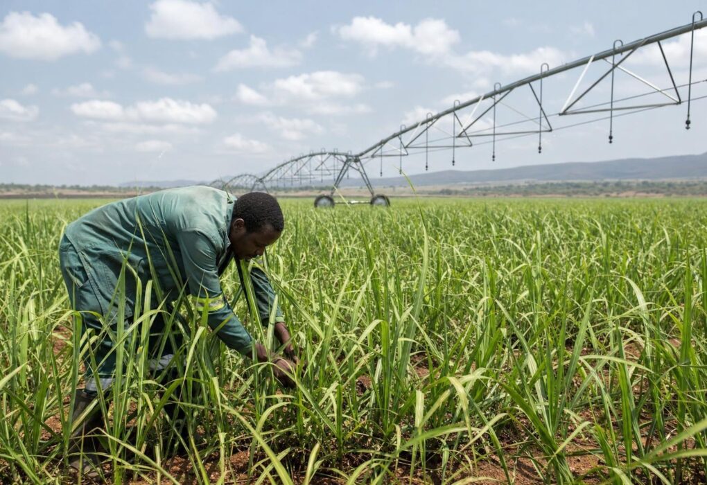 Zimbabwe sugar industry pushes shift to drip, centre pivot irrigation amid El Nino concerns