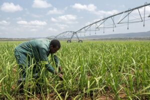 Zimbabwe sugar industry pushes shift to drip, centre pivot irrigation amid El Nino concerns