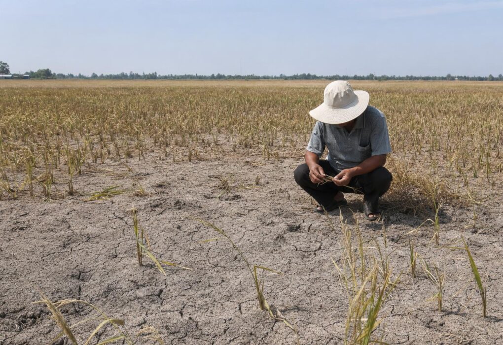 Over 500,000 hectares of crops are at risk of being affected by drought and saltwater intrusion.