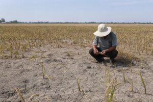 Over 500,000 hectares of crops are at risk of being affected by drought and saltwater intrusion.